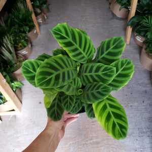 Zebrina Calathea